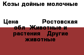 Козы дойные молочные › Цена ­ 4 500 - Ростовская обл. Животные и растения » Другие животные   